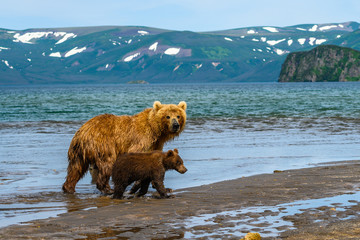 Ruling the landscape, brown bears of Kamchatka (Ursus arctos beringianus) © vaclav