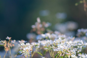 Soft and selective focus of beautiful white meadow flowers in the garden with natural blurred background.