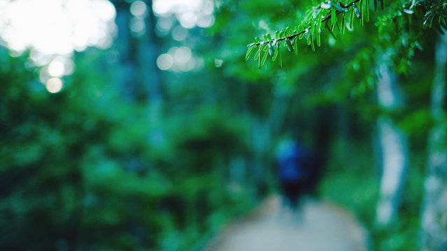 Selective focus of green leaves in the forest with blurred traveler hiking on pathway background.
