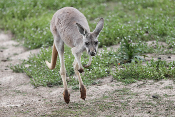 Kangaroo Hopping Towards Camera