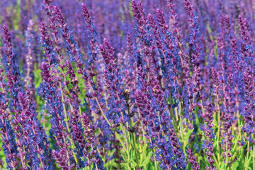 Fototapeta premium Purple sage in summer