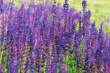 Naklejka premium Purple sage in summer