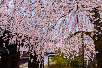 桜１２