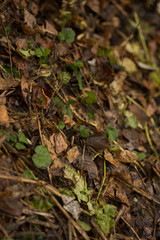 colorful autumn grass, leaves and branches