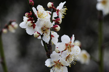満開の梅の花
