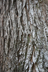 embossed texture of the tree bark with green moss and lichen on it.