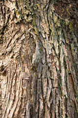 Obraz premium embossed texture of the tree bark with green moss and lichen on it.