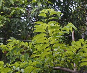 plant Annona squamosa Familia of Annonaceae