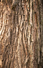 embossed texture of the tree bark with green moss and lichen on it.
