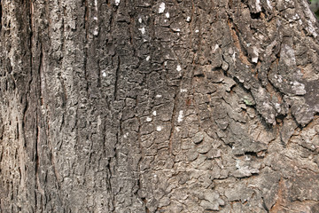 embossed texture of the tree bark with green moss and lichen on it.