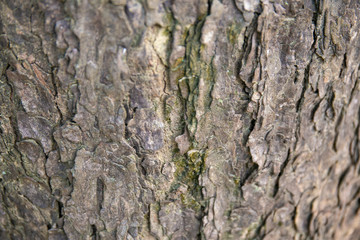 embossed texture of the tree bark with green moss and lichen on it.