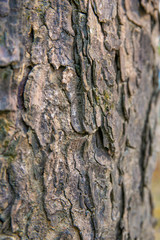 embossed texture of the tree bark with green moss and lichen on it.