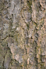 embossed texture of the tree bark with green moss and lichen on it.