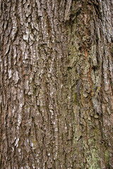 Obraz premium embossed texture of the tree bark with green moss and lichen on it.
