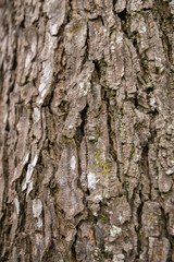 embossed texture of the tree bark with green moss and lichen on it.