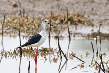 Bird in the water