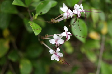 White flowers of Seaside Clerodendron or Petit Fever Leaves are on shoot and blur green leaves background, Thailand.