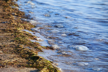 Dirty sea shore