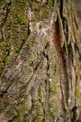 Obraz premium embossed texture of the tree bark with green moss and lichen on it.
