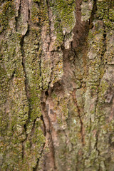 embossed texture of the tree bark with green moss and lichen on it.