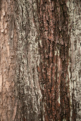 embossed texture of the tree bark with green moss and lichen on it.