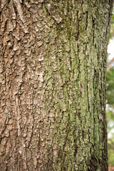 embossed texture of the tree bark with green moss and lichen on it.