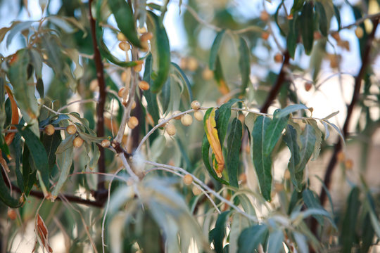fruits of the oleaster