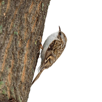Eurasian treecreeper or common treecreeper (Certhia familiaris) isolated on a white background. 