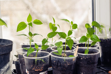 Home seedlings before planting in the open ground