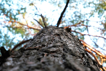 Tree bark against the background of the crown and blue sky
