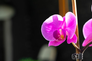Beautiful purple  Orchid flowers on a branch hanging in the air