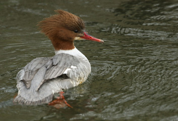 A beautiful female Goosander, Mergus merganser, swimming on a river. It has been diving down under the water catching fish.