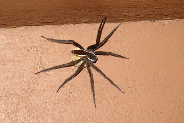 Dolomedes