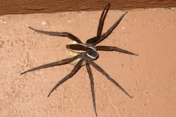 Dolomedes