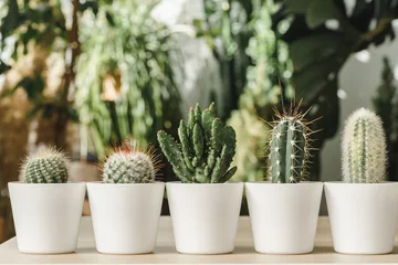 Foto auf Acrylglas Kaktus Mini-Kaktuspflanze, die auf unscharfem Hintergrund des botanischen Gartens eingetopft ist