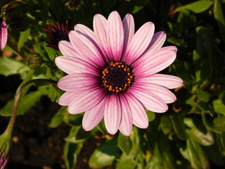Dimorphotheca, or Osteospermum ecklonis pink daisy flower 