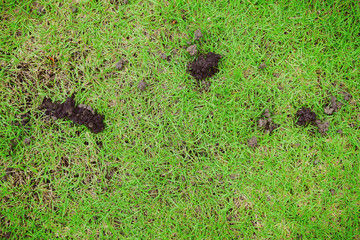 The grassy ground with many earthworms' feces shows that the ground there is rich., Feces of...