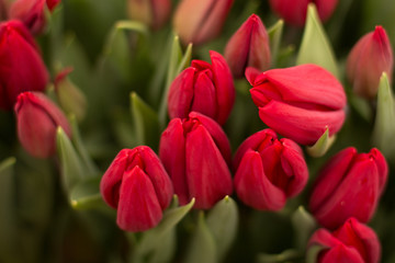 red tulips, red tulips in the garden, red tulips in the greenhouse