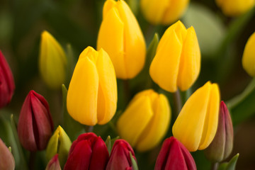 yellow tulips, tulips in the greenhouse