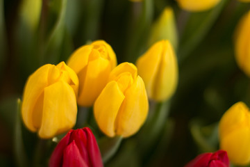 yellow tulips, tulips in the greenhouse