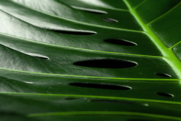 Fototapeta na wymiar Monstera tropical plant leaf on black background