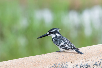 Kingfisher