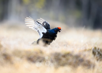 Angry Norwegian black grouse at lek in spring, frosty morning