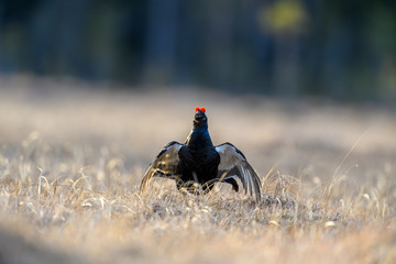 Norwegian black grouse at lek in spring, frosty morning