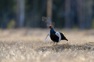 Norwegian black grouse at lek in spring, frosty morning