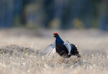 Norwegian black grouse at lek in spring, frosty morning