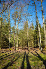 Forest with long trees shadows in spring.