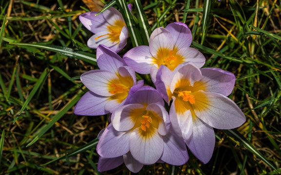 Krokusse