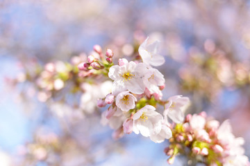 Naklejka na ściany i meble Beautiful full bloom cherry in the early spring season. Pink Sakura Japanese flower in over the blue sky. Japanese Garden. Close, flowers.