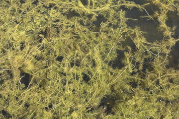 Fototapeta na wymiar Algae in the water, Karakan River